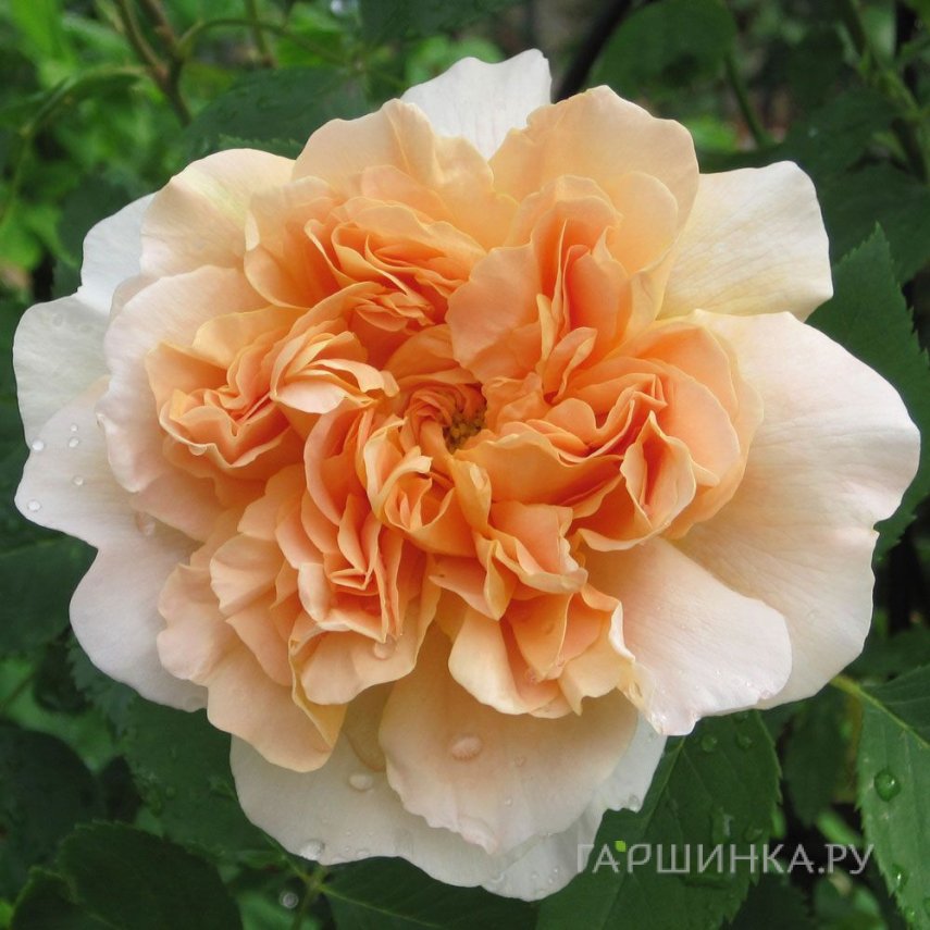 Роза Ти Клипер, Д.Остин кустарниковая