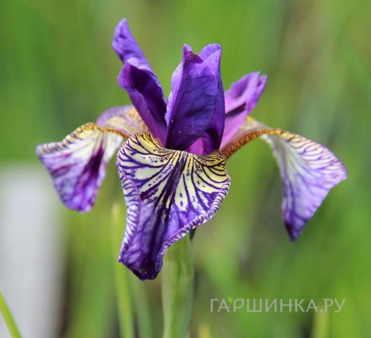 Ирис сибирский Флайт оф Баттерфлайз