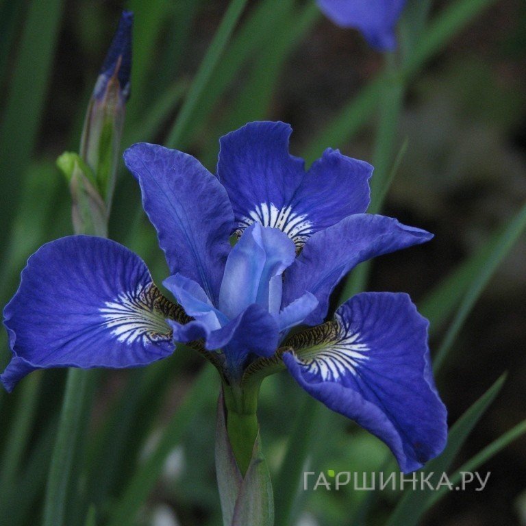 Ирис сибирский Ай Си Старз