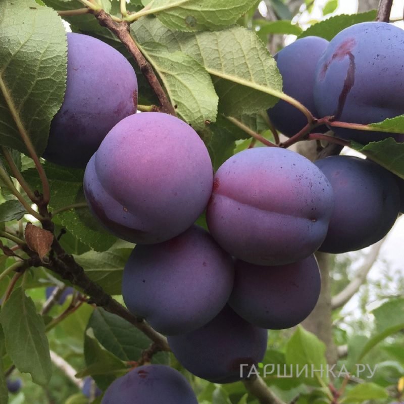 Слива домашняя Сеянец Урюпинска