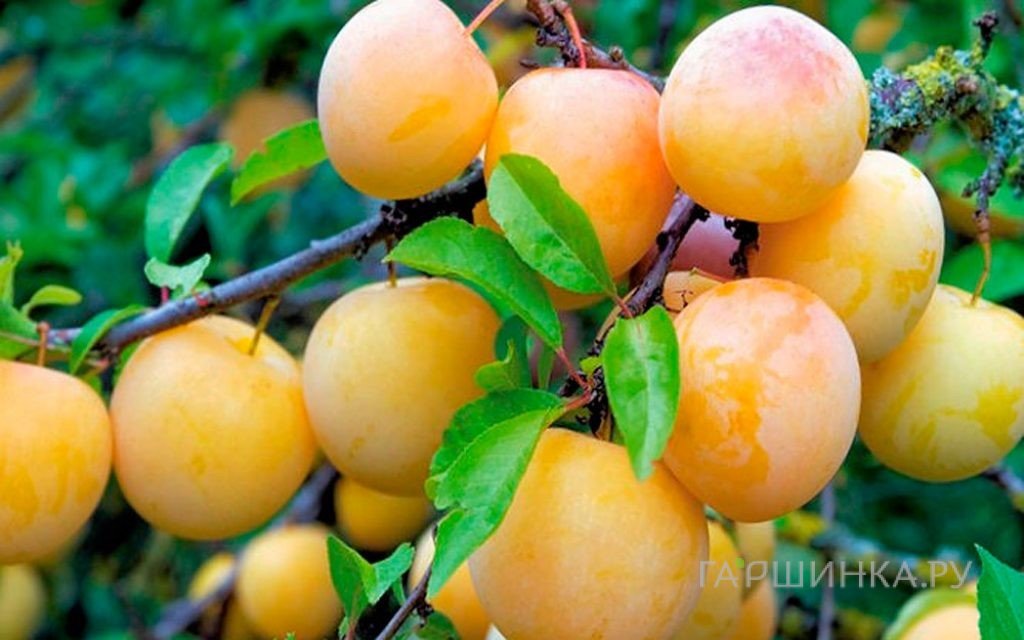 Слива домашняя Медовая