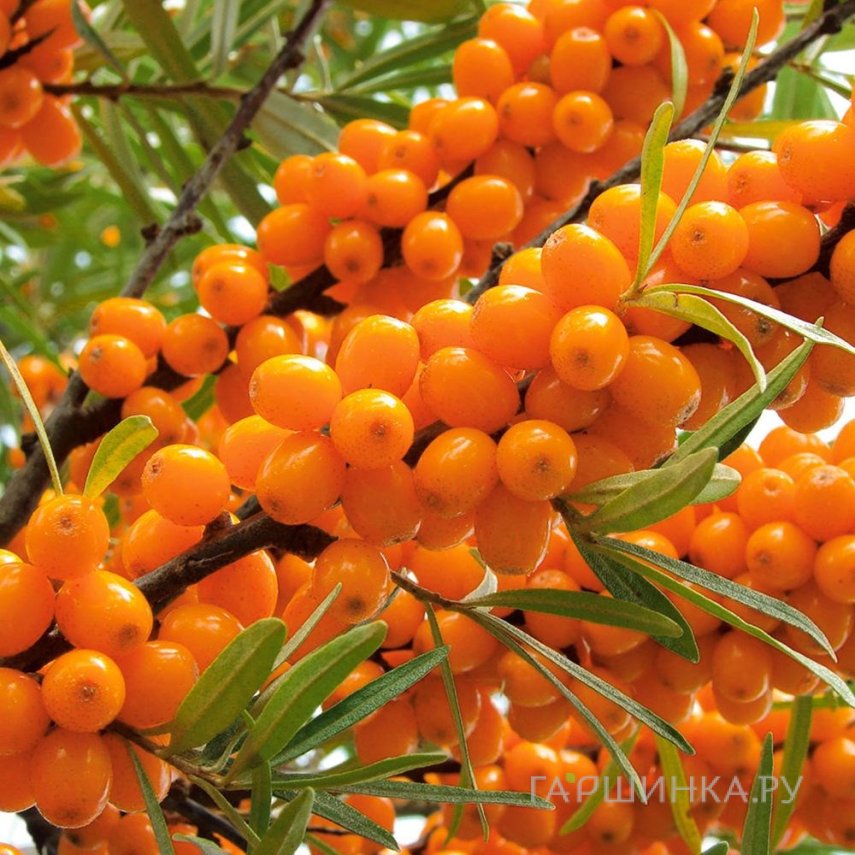 Облепиха Джемовая женская
