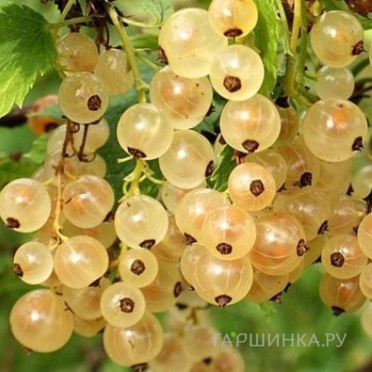 Смородина Белый виноград белая