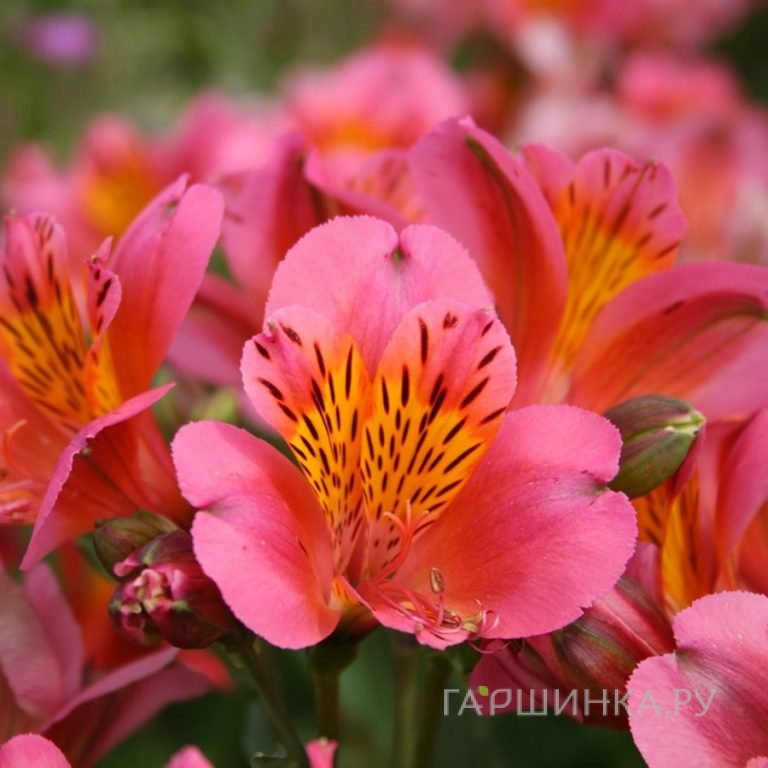 Альстромерия Кахорс