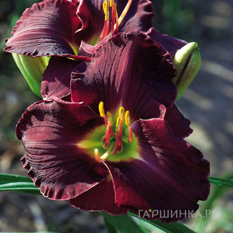 Лилейник Лонгфилдс Блэк Меджик