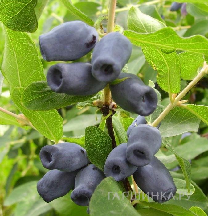 Живая изгородь: Жимолость Кувшиновидная 10шт