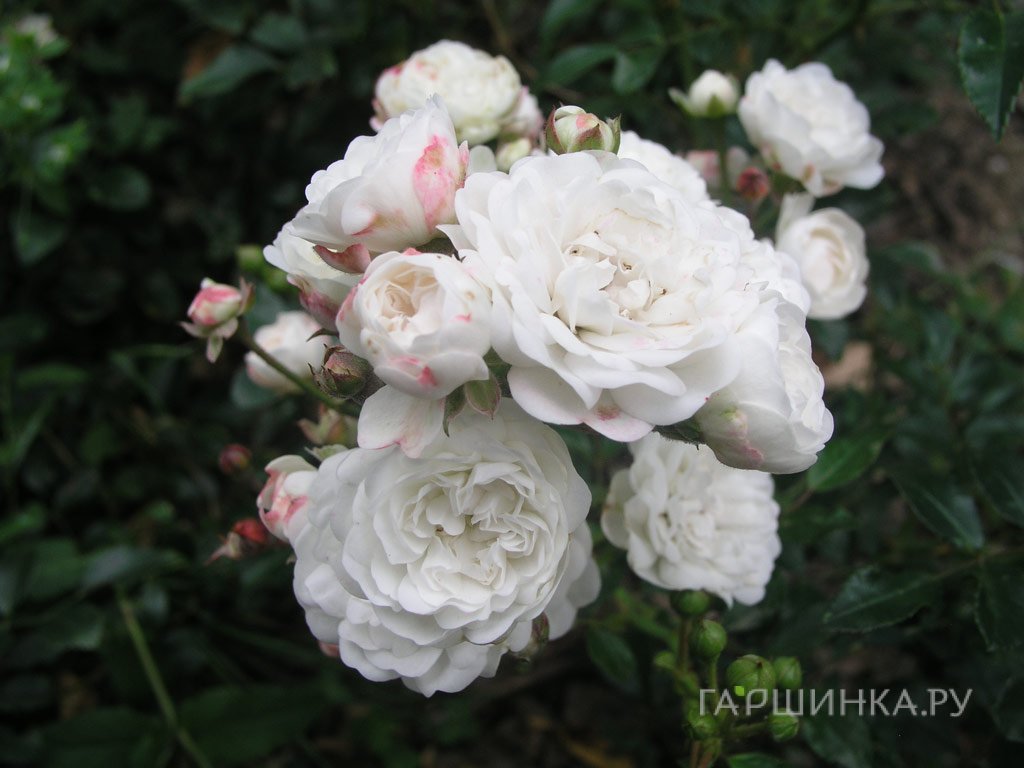 Живая изгородь: Роза Кристалл Фейри, Тантау 10шт