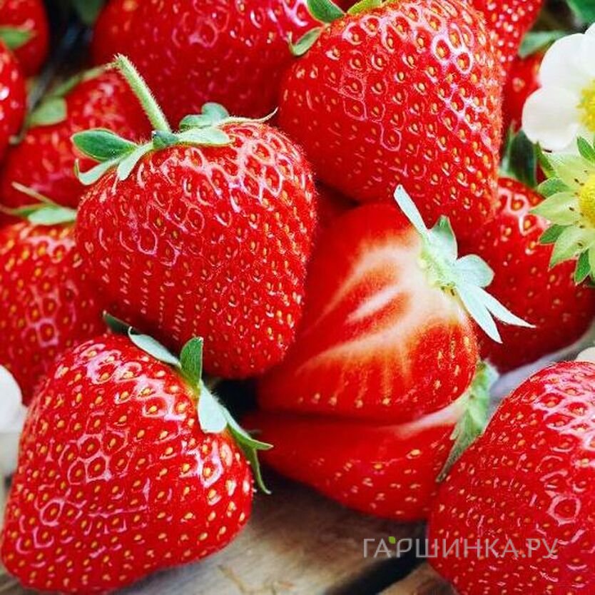 Клубника Царица