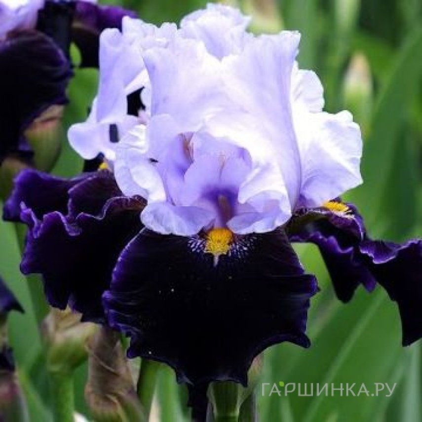 Ирис бородатый Найт Эдишн