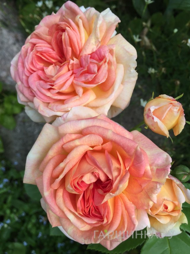 Роза Алкимист кустарниковая, Кордес (лиц)