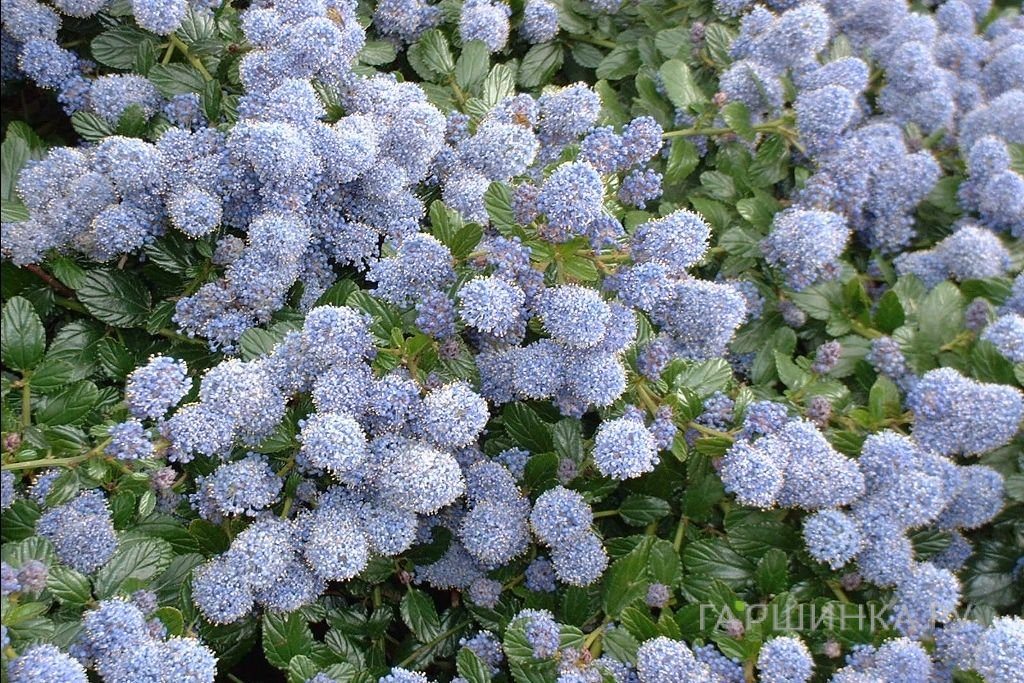 Краснокоренник Репенс
