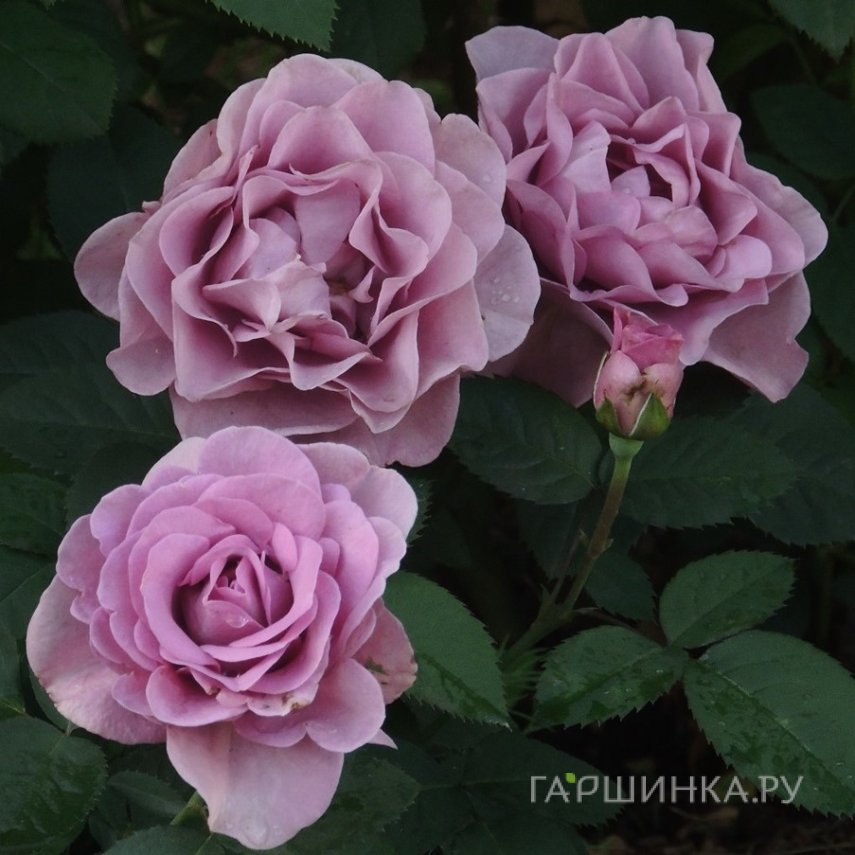 Роза Терра Лимбурджиа