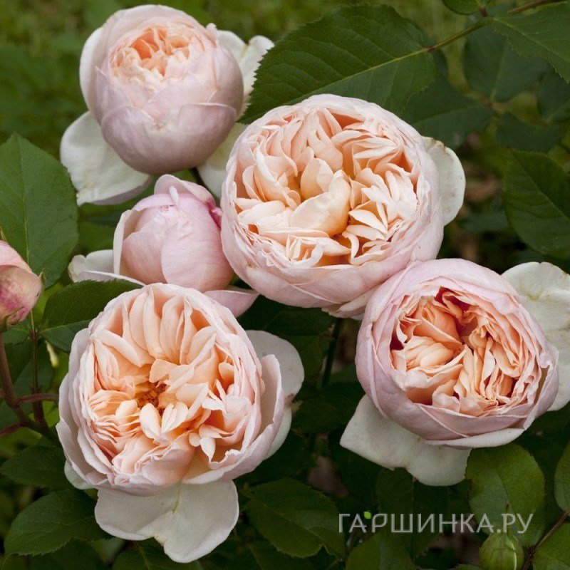 Роза Бель Романтика, Мейян