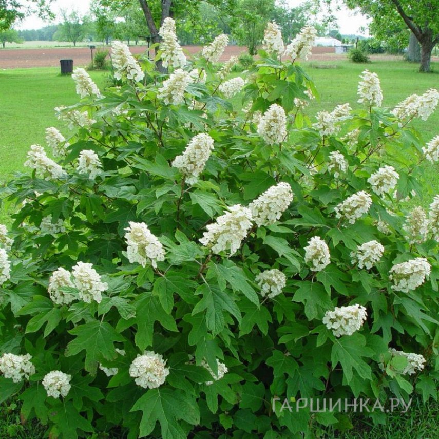 Гортензия Алиса дуболистная