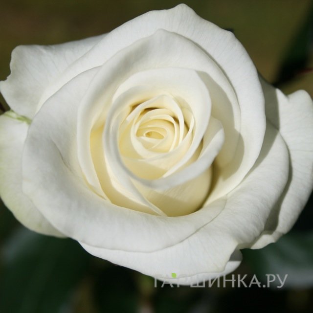Роза Акито чайно-гибридная, Imperial Rose