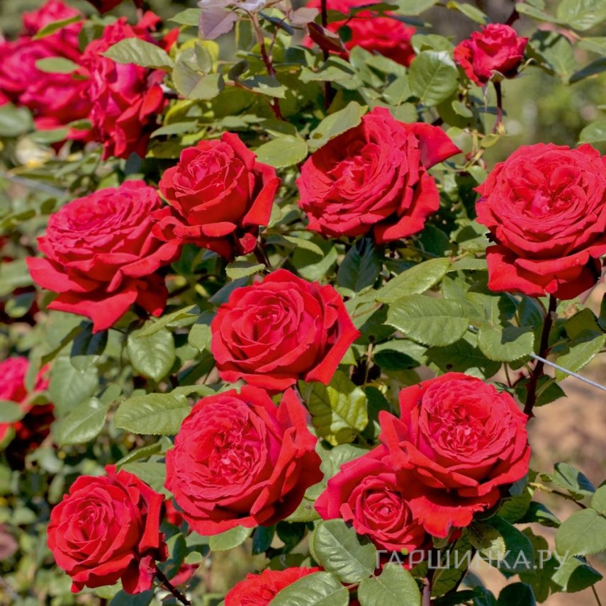 Роза Ботеро чайно-гибридная, Imperial Rose