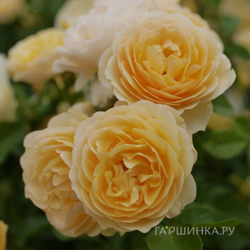 Роза Грэхам Томас кустарниковая, Топалович