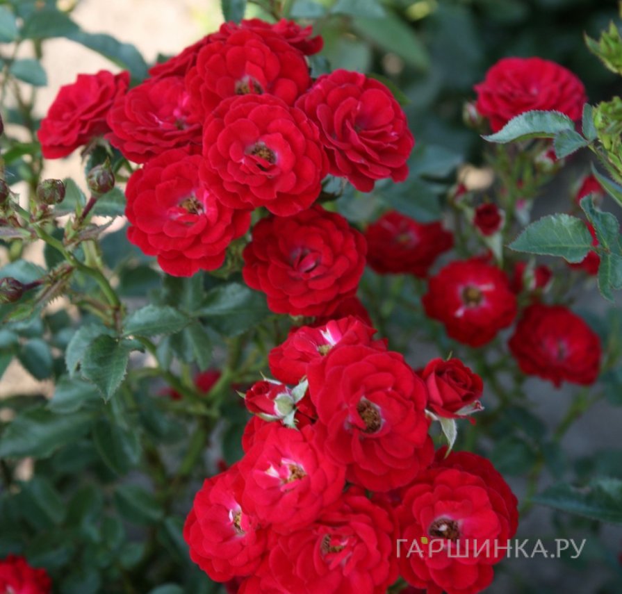 Роза Менди миниатюрная, Топалович