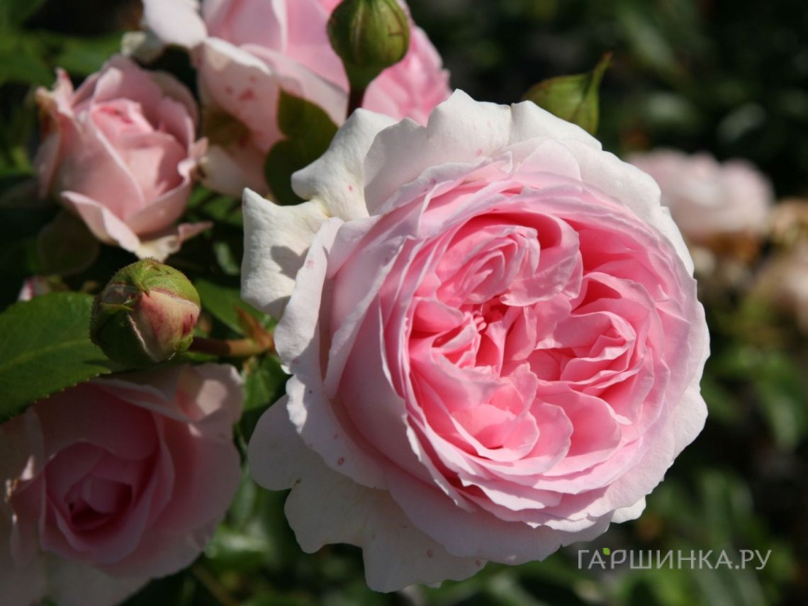Роза Велленшпиль кустарниковая, Топалович
