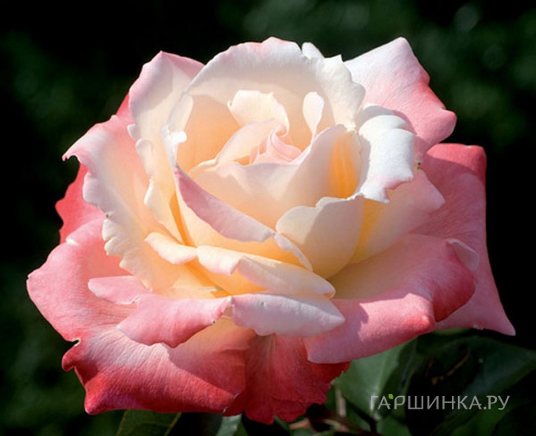 Роза Летиция Каста чайно-гибридная