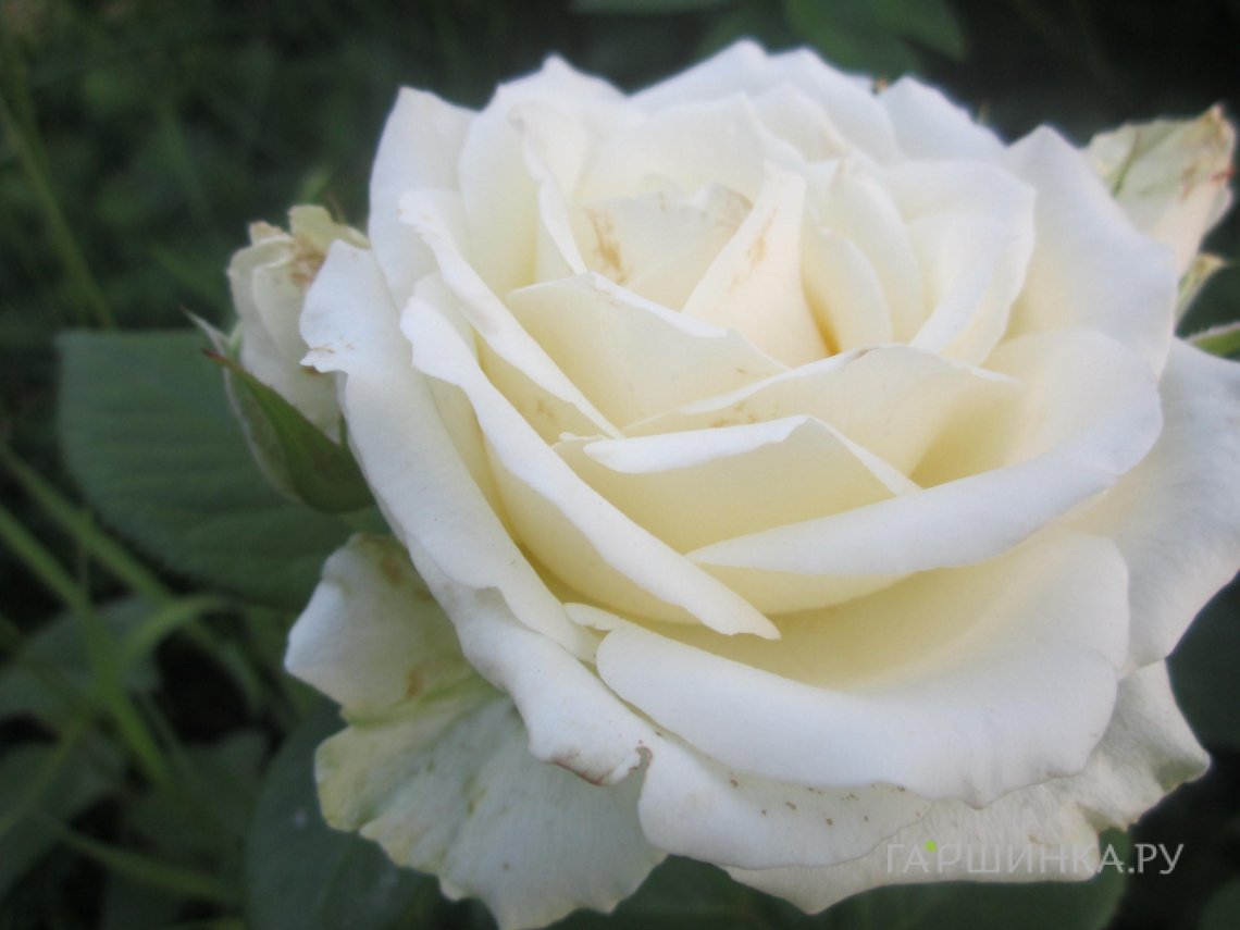 Роза Поларштерн чайно-гибридная, Imperial Rose