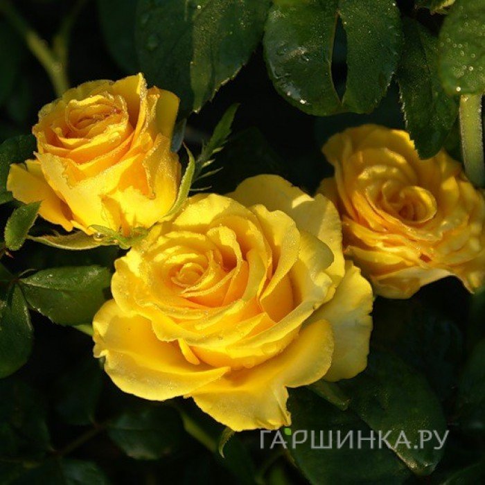 Роза Сейко чайно-гибридная, Imperial Rose