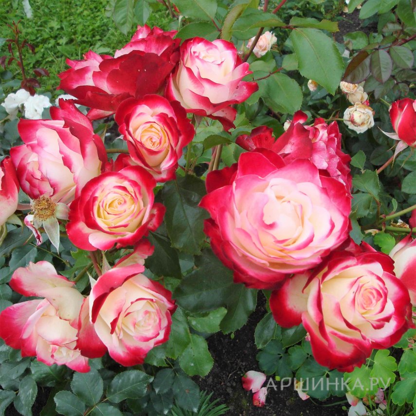 Роза Жюбиле Принц де Монако флорибунда, Top Roses