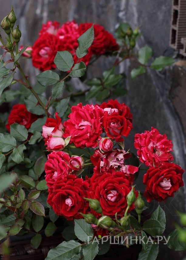 Роза Майди миниатюрная, Imperial Rose