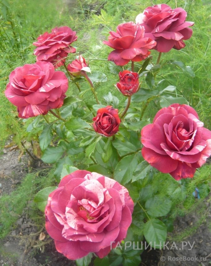 Роза Брауни плетистая, Imperial Rose