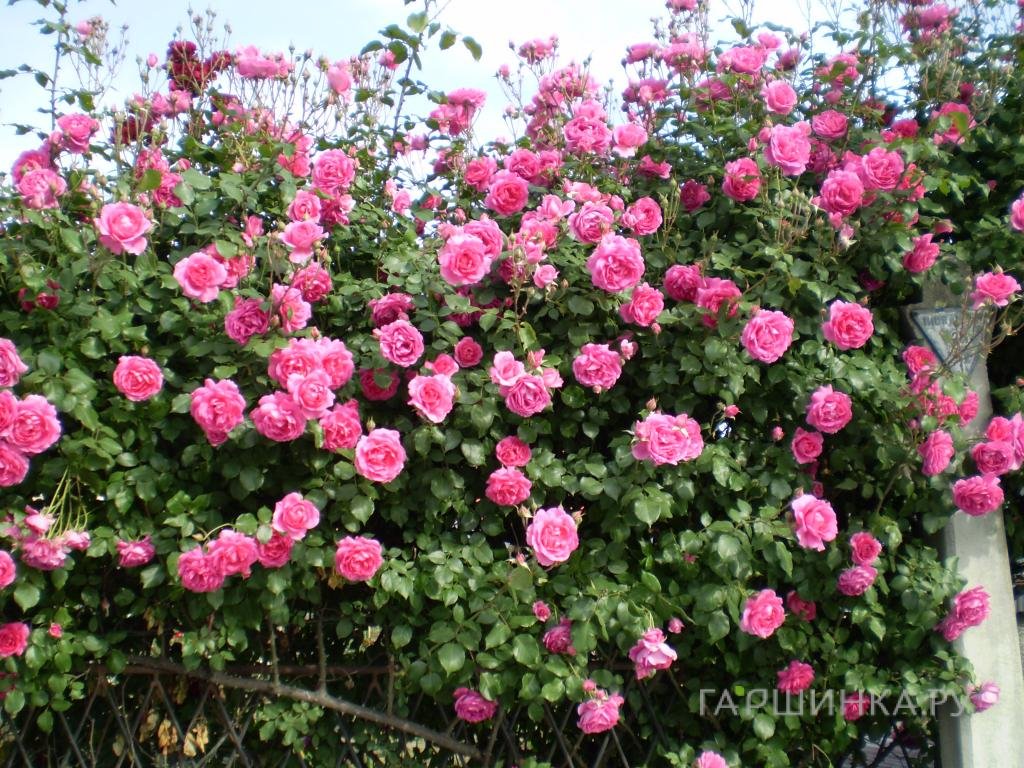 Роза Декор плетистая, Imperial Rose