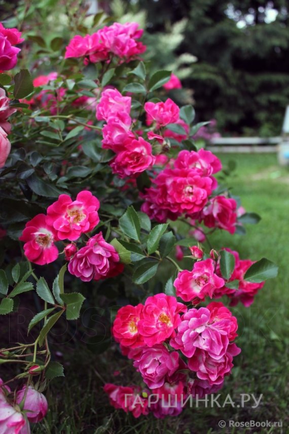 Роза Фуксия Мейяндекор почвопокровная, Imperial Rose