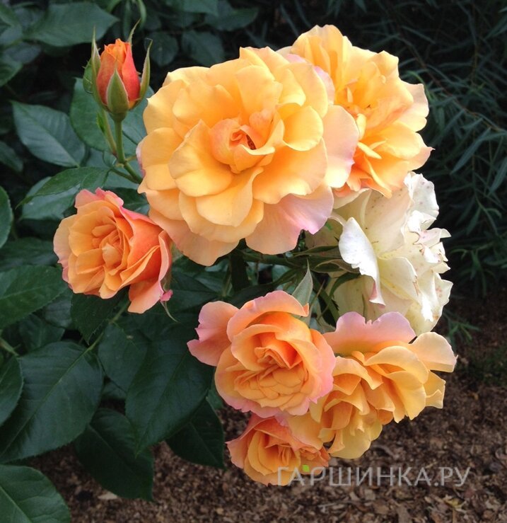 Роза Текила кустарниковая, Imperial Rose