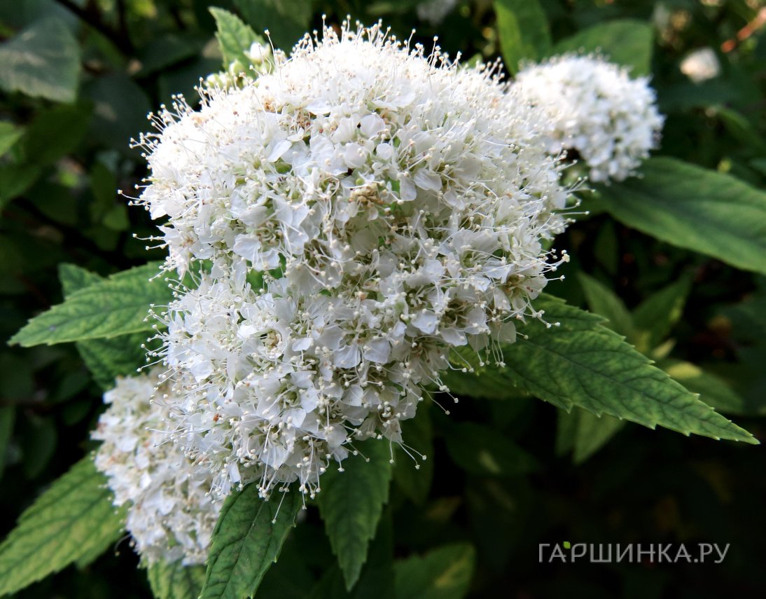 Спирея японская Альбифлора