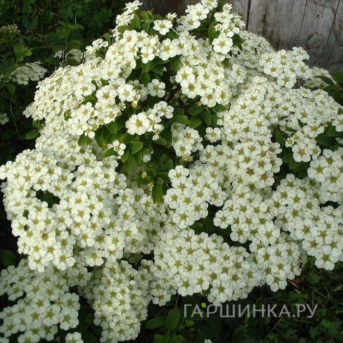 Спирея Джун Брайд ниппонская