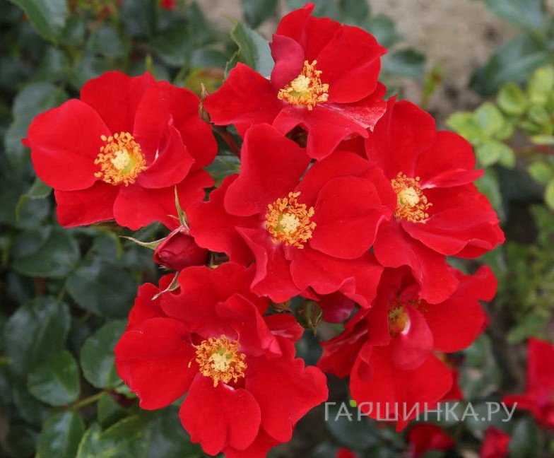 Роза Александр фон Гумбольт, Кордес