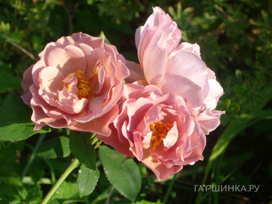 Роза Пиноккио миниатюрная, Тантау