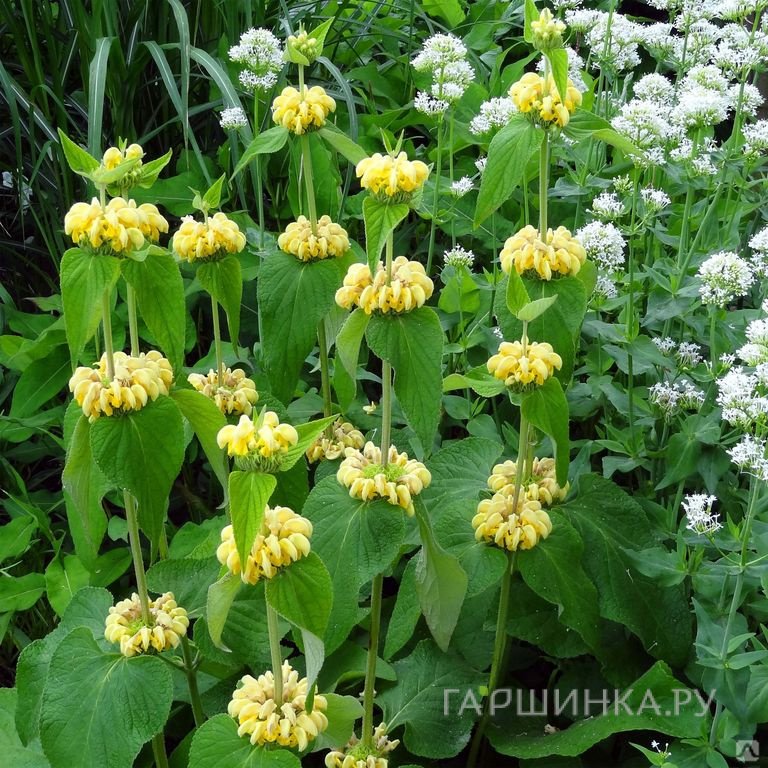 Зопник Рассела