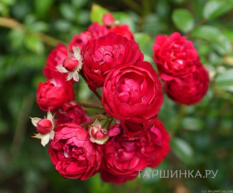 Роза Момо, Ноак