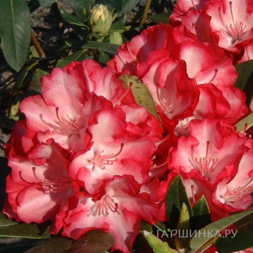 Рододендрон Энн Линдси