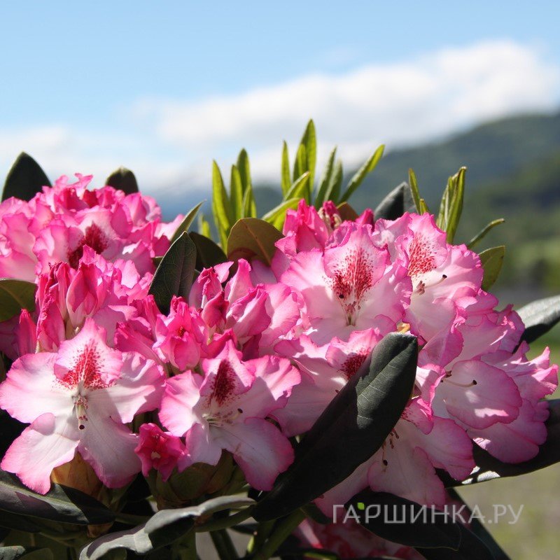 Рододендрон Хахманс Шарман