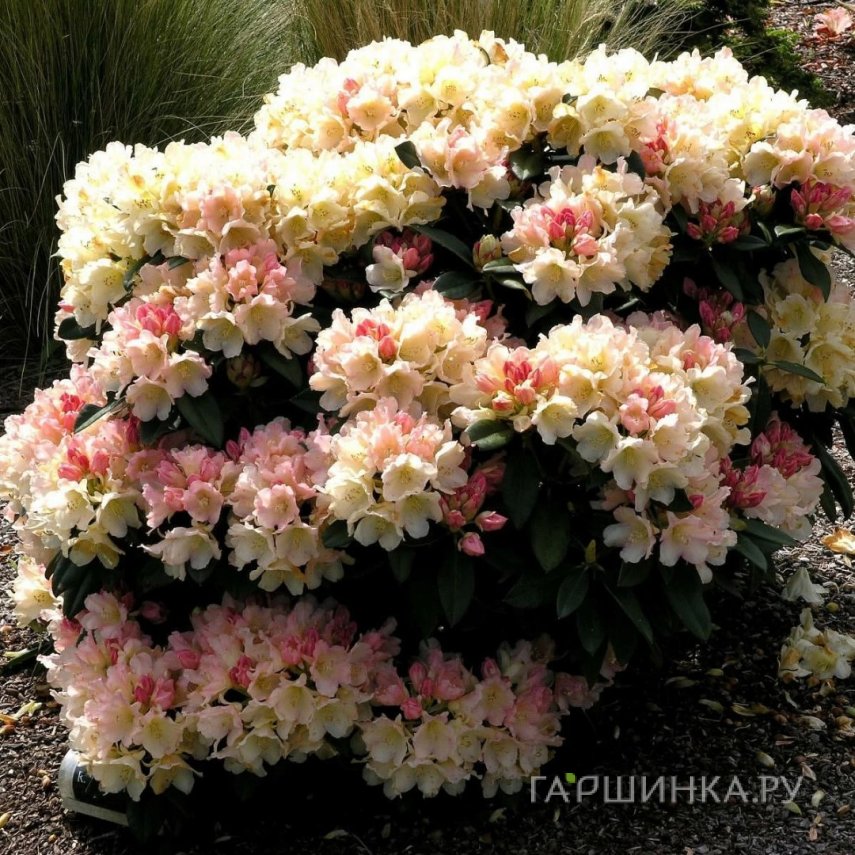 Рододендрон якушиманский Голден Торч