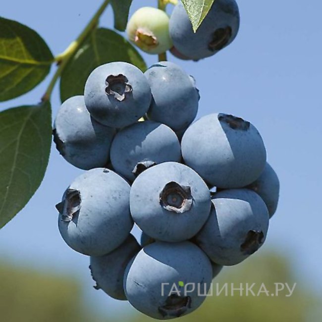 Голубика Бригитта