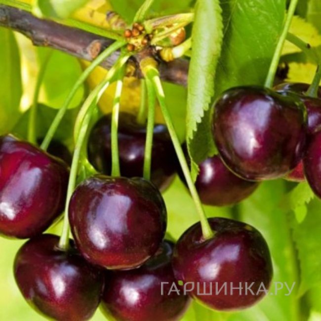 Черешня Гибрид Мишина