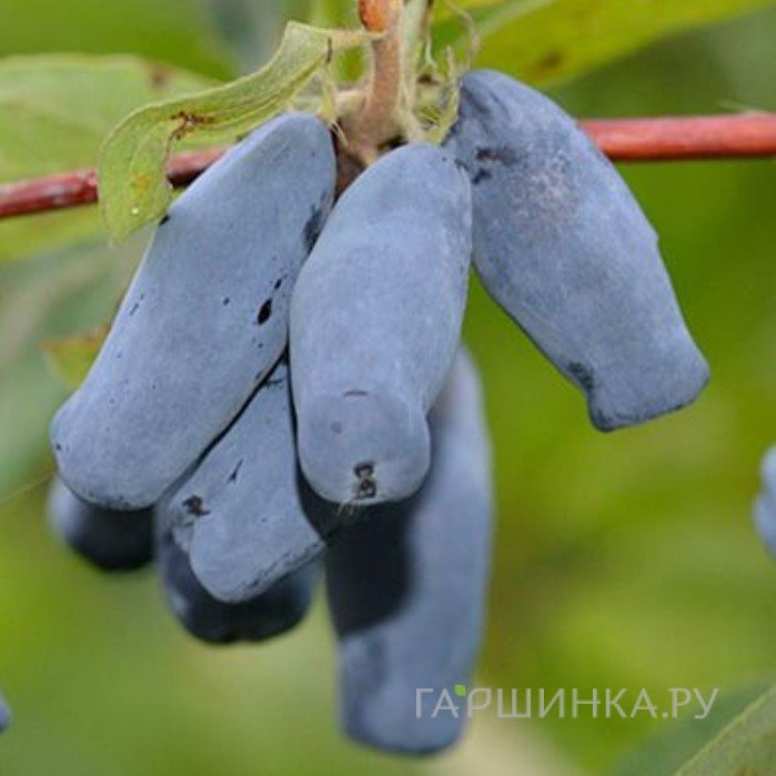 Жимолость Бакчарская Юбилейная
