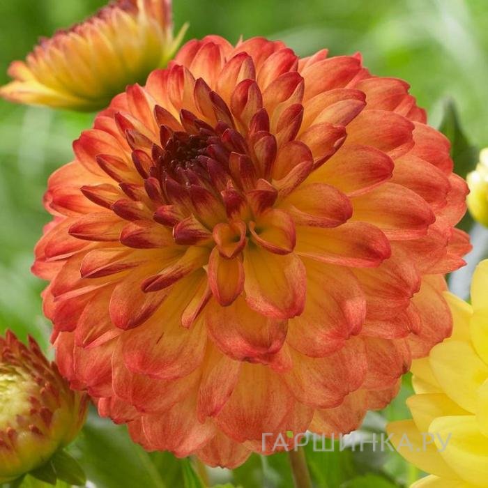 Георгина Айкун декоративная