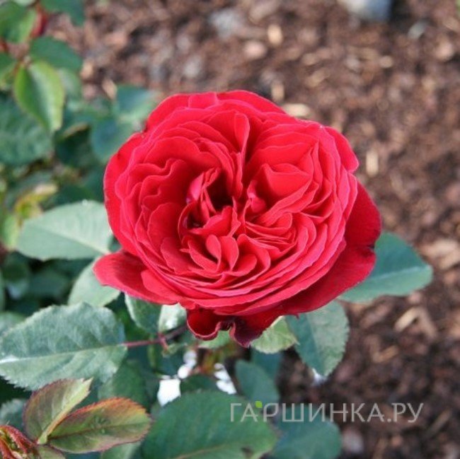 Роза Шарлоттенбург, Пулсен