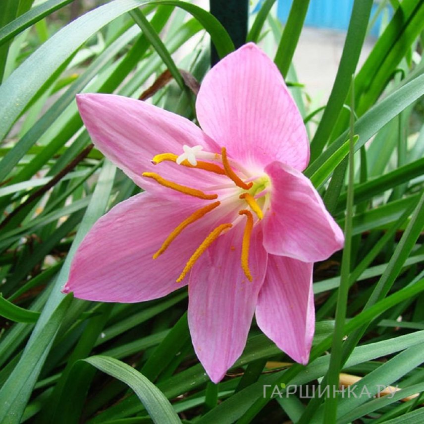 Зефирантес Пинк 10шт.