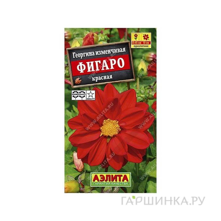 Семена Георгина Фигаро махровая красная  7шт