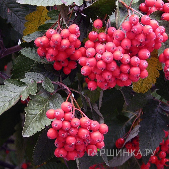 Рябина красная Боярышниковидная