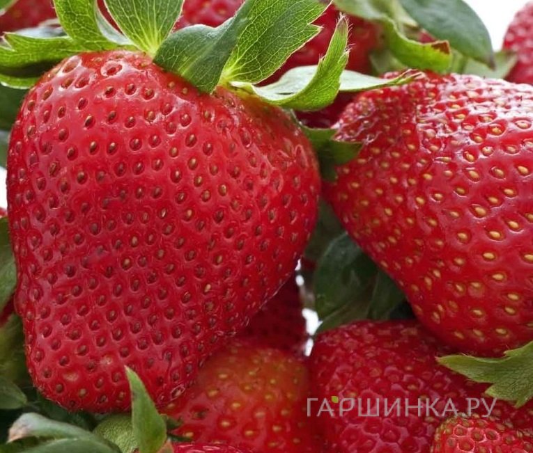 Клубника Хоней